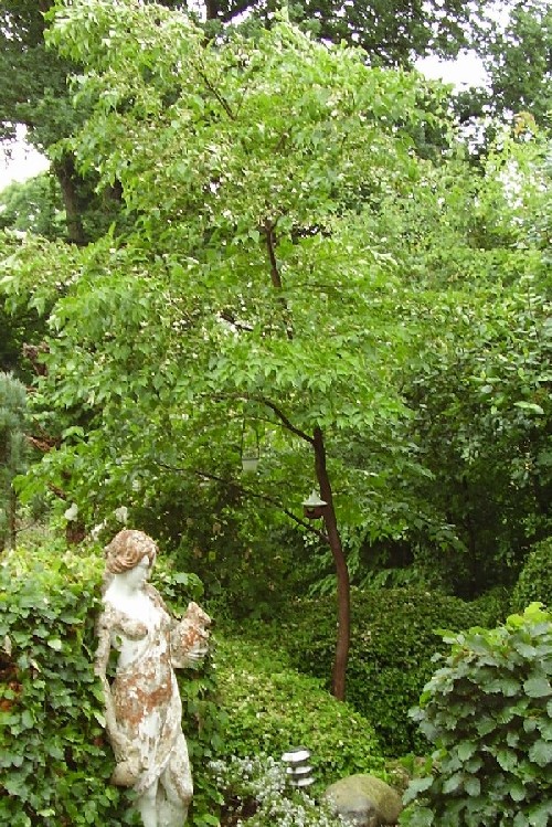 17. juni 2007