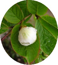 7. juli 2004. Blomsterknop, det ligner en Camellias blomsterknop
