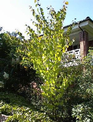 16 juli 2003