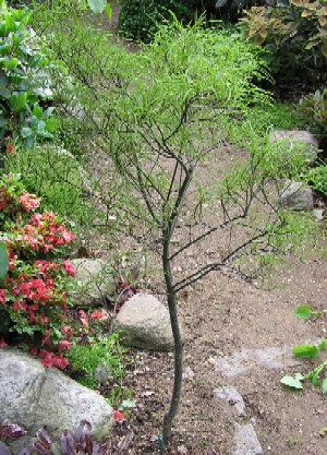 17. juni 2005