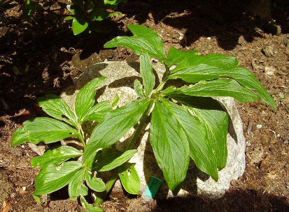 22. juli 2008