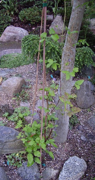 9. juli 2008
