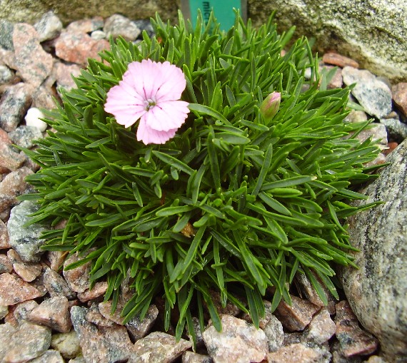 18. juni 2007