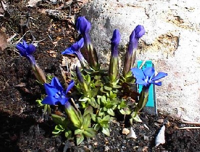 7 maj 2003