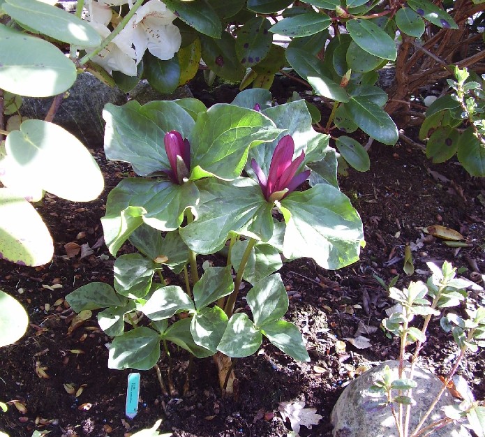 5. maj 2008