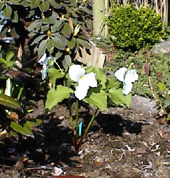 21 maj 2003