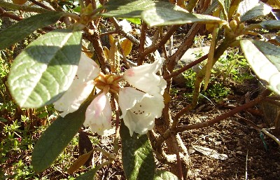 Se havens rhododendron:  KLIK HER