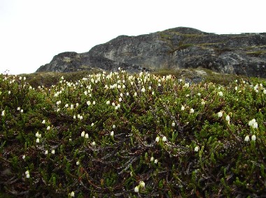 Casiope tetragona - Fundet p Grnland, Rodebay