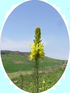 Asphodeline lutea - fundet p Sicilien