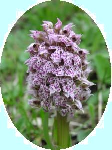 Orchis tridentata - fundet p Sicilien